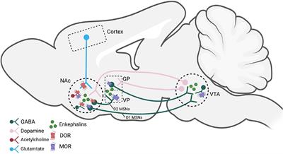 The role of enkephalinergic systems in substance use disorders